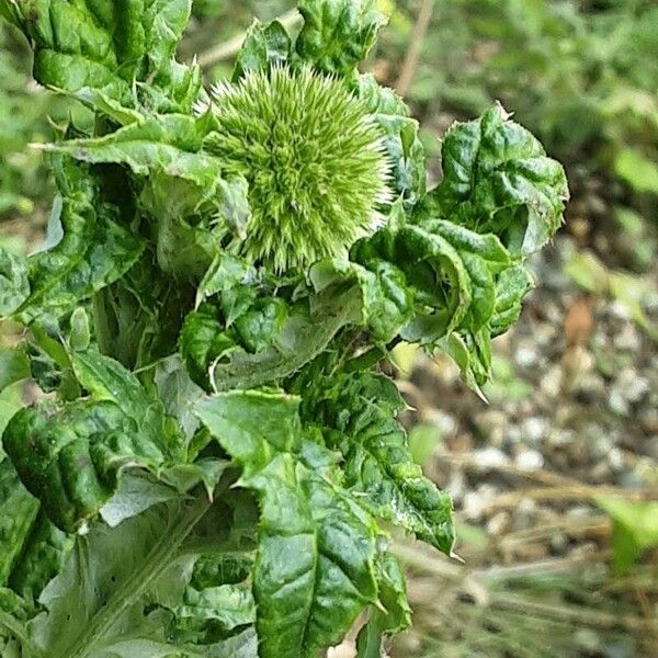 Echinops sphaerocephalus Кветка