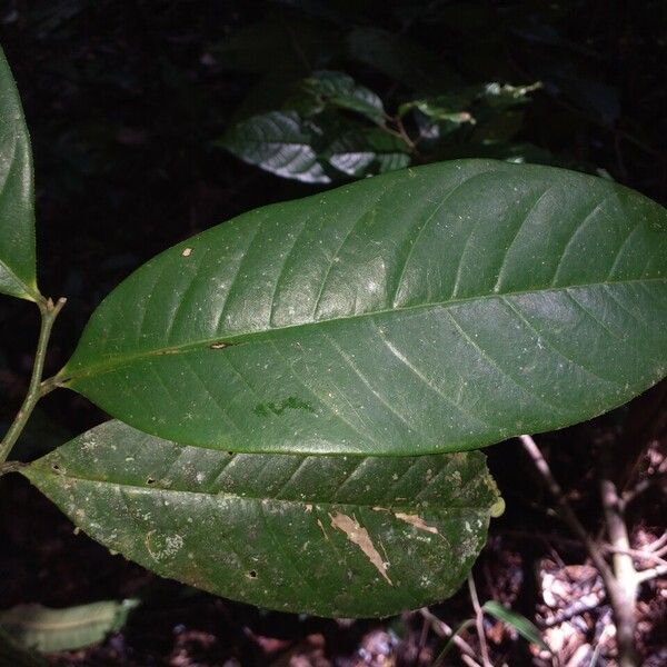 Guatteria ouregou Folha