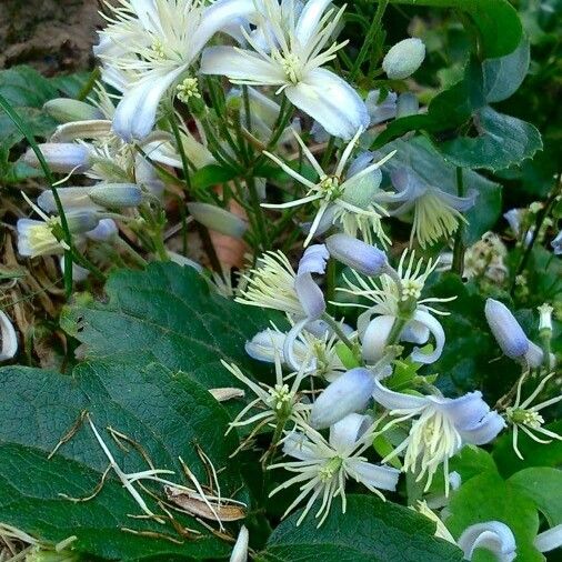 Clematis flammula Flower