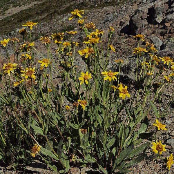 Arnica mollis Vekstform