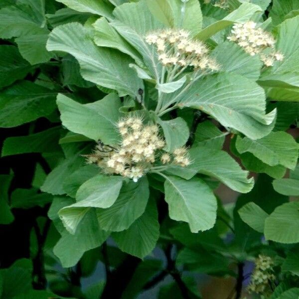 Aria edulis Flower