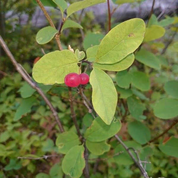 Lonicera utahensis Фрукт