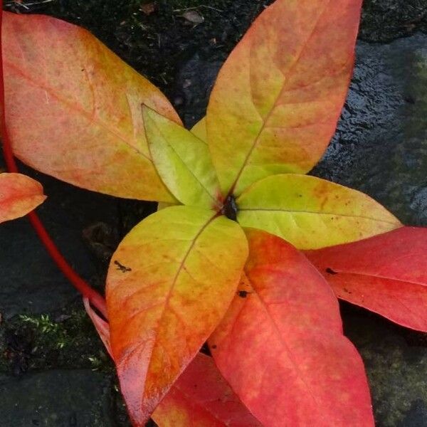 Terminalia catappa Folha