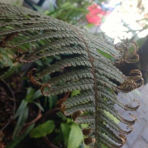 Dryopteris wallichiana পাতা