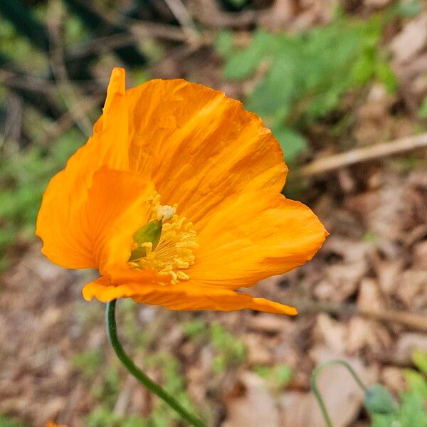 Papaver cambricum Flower