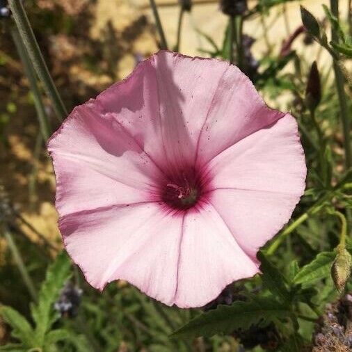 Convolvulus althaeoides Blomst