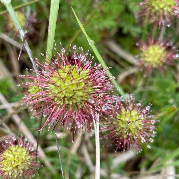 Acaena novae-zelandiae Flower