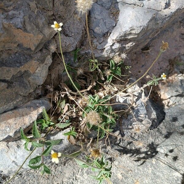 Tridax procumbens Flor