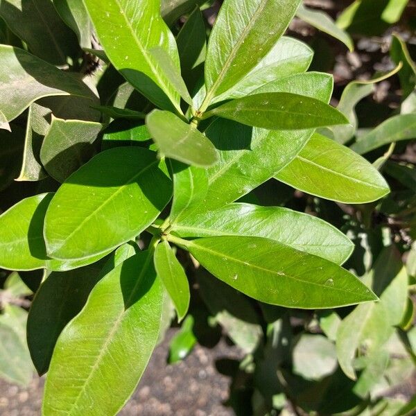 Acokanthera oblongifolia Blad