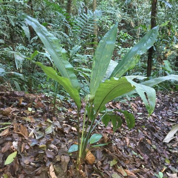 Cyclanthus bipartitus ശീലം