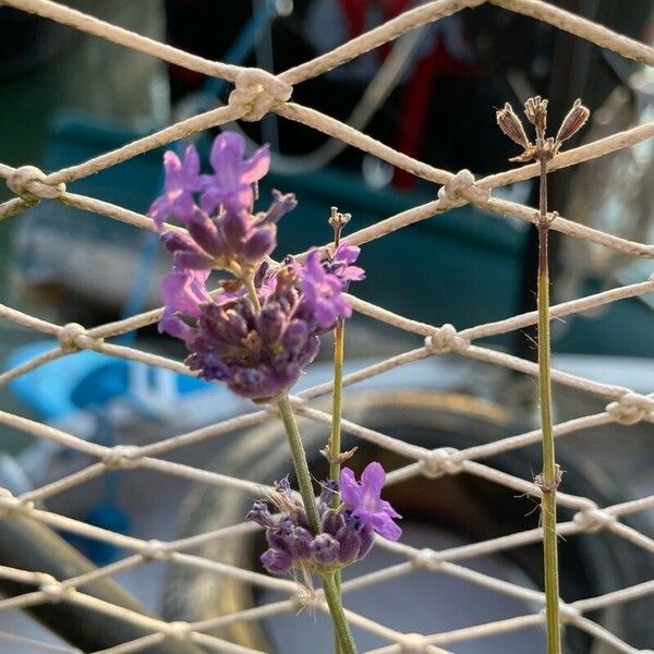 Lavandula maroccana Flor