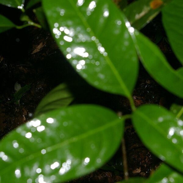 Peltostigma guatemalense Folla