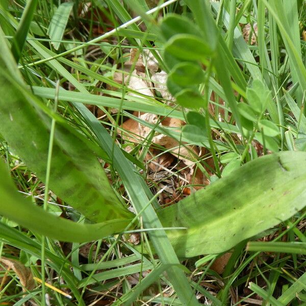 Dactylorhiza maculata Liść