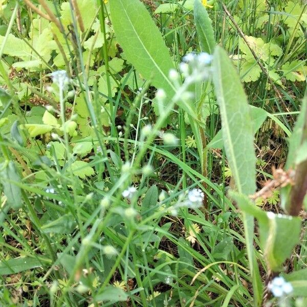 Myosotis stricta Hoja