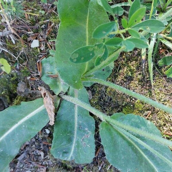 Hypochaeris maculata Leaf
