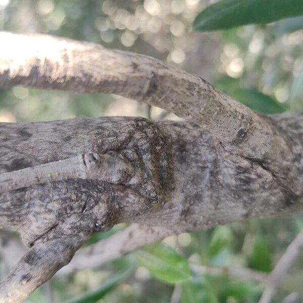 Olea europaea Rinde