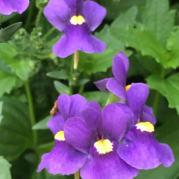 Mimulus ringens Žiedas