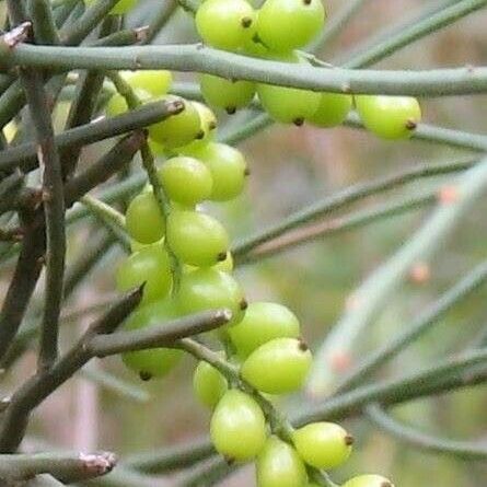 Leptomeria acida Фрукт