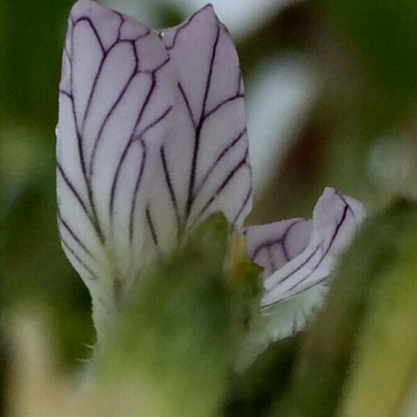 Raphanus raphanistrum Flower