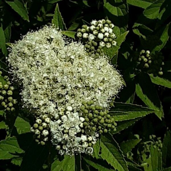 Spiraea alba Flower