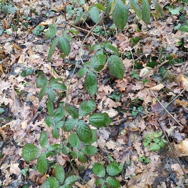 Rubus macrophyllus (Largeleaf blackberry)