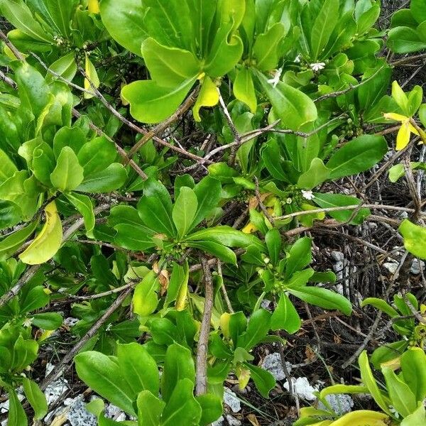 Scaevola taccada 葉