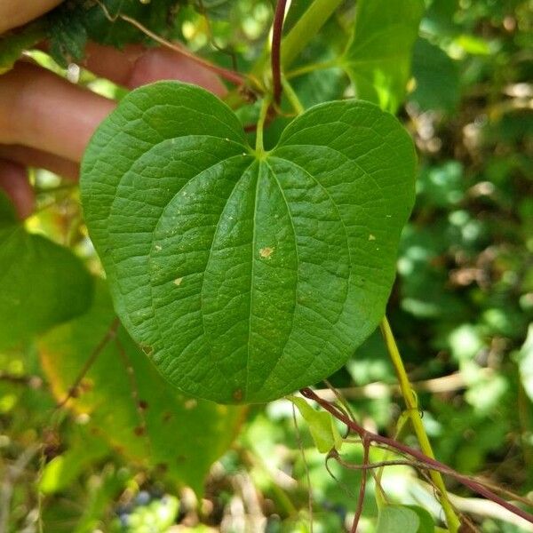 Smilax herbacea Leaf