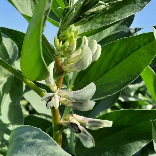 Vicia faba Flower