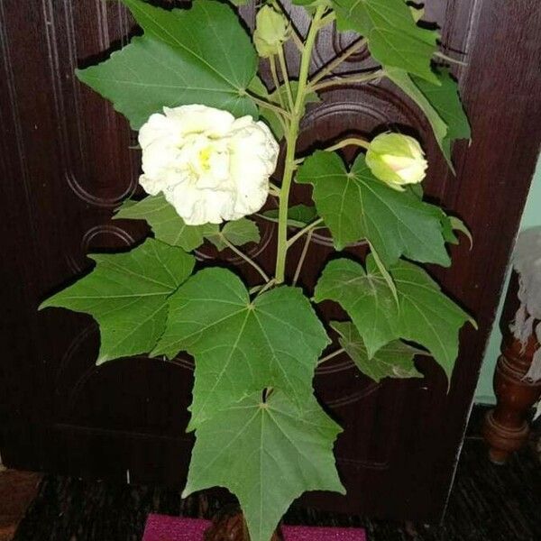 Hibiscus mutabilis Fiore