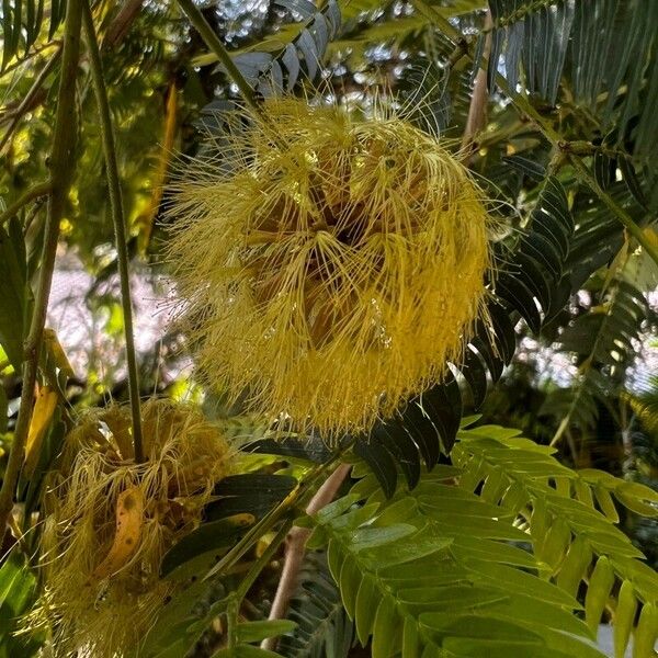 Cojoba arborea പുഷ്പം