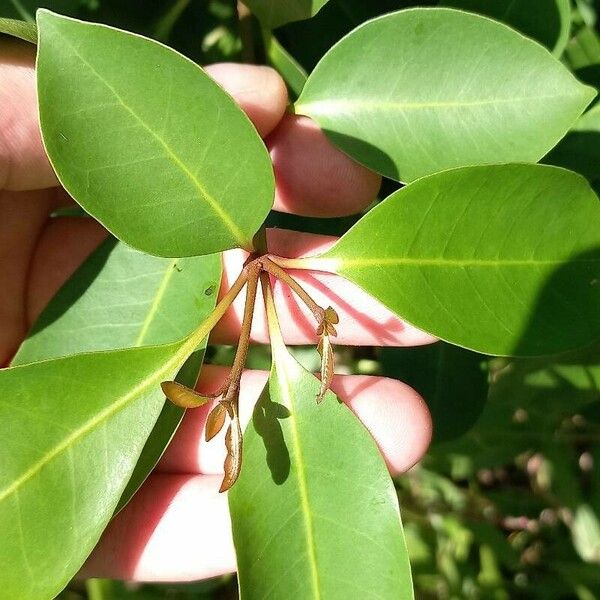 Eugenia axillaris Blad