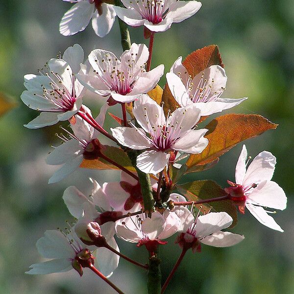 Prunus cerasifera Fleur