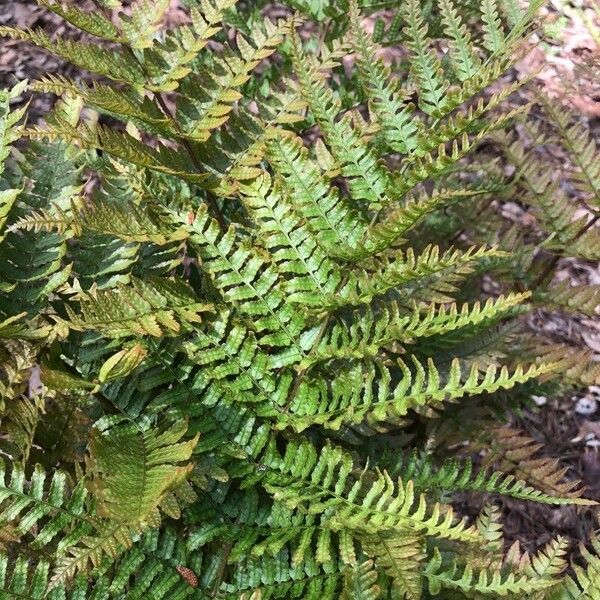 Dryopteris erythrosora Leaf