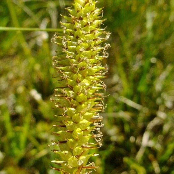 Carex rostrata Other