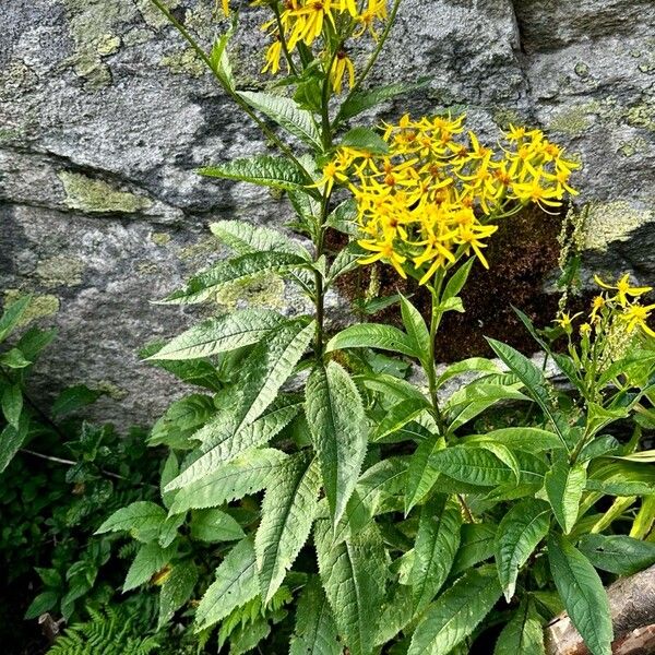 Senecio nemorensis Habit