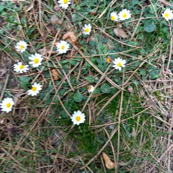 Bellium bellidioides Blomst