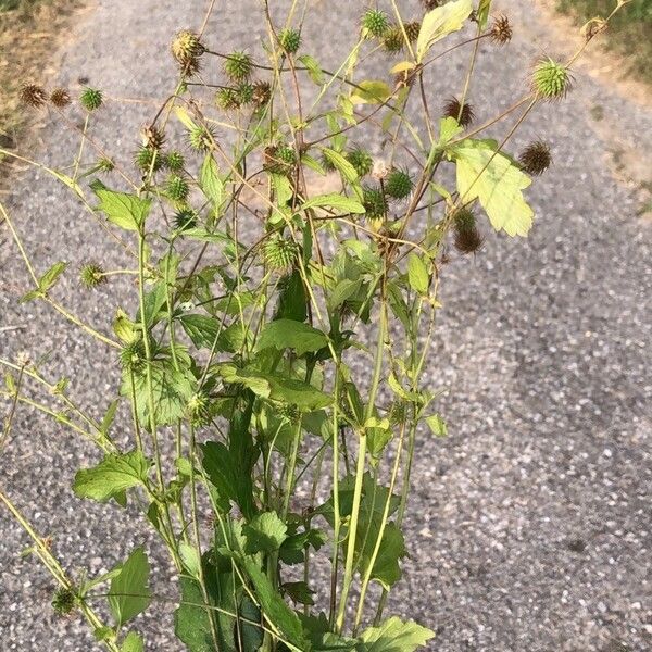 Geum laciniatum ᱡᱚ