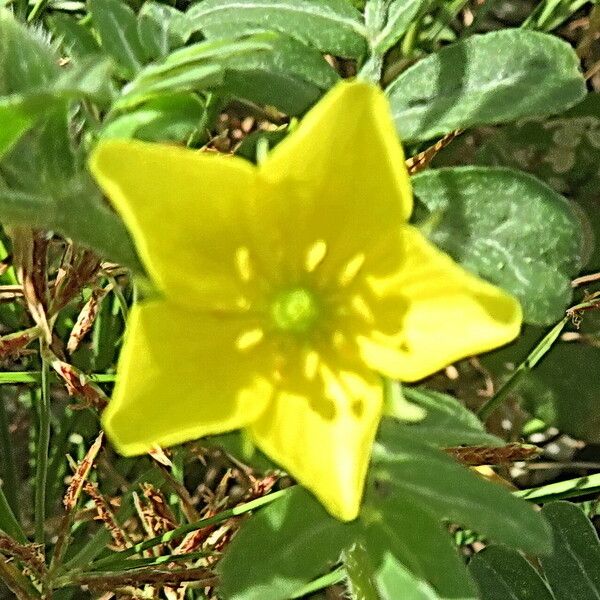 Tribulus cistoides പുഷ്പം