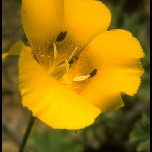 Calochortus luteus Fleur