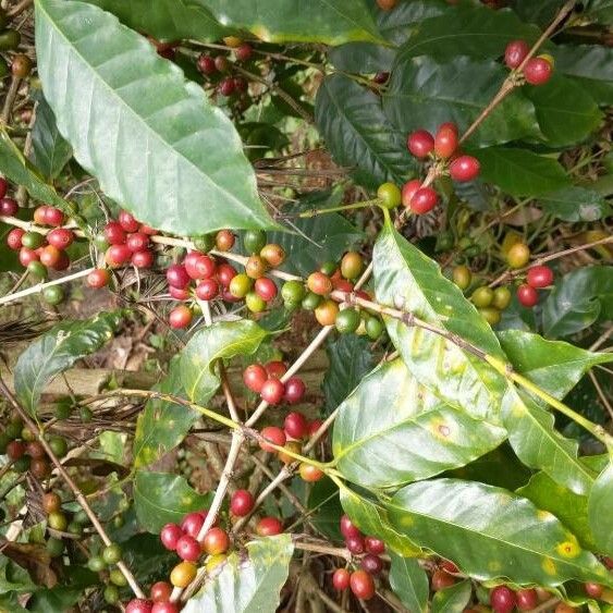 Coffea canephora Virág