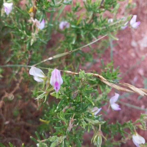 Ononis tridentata Flower