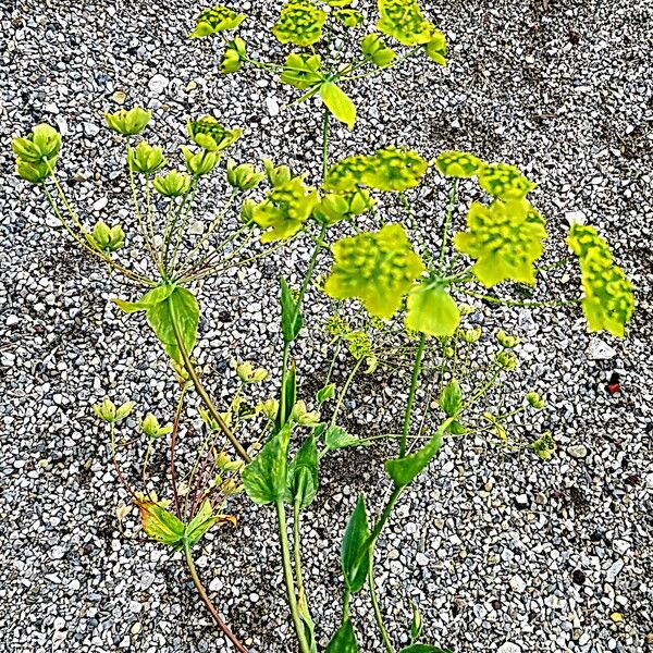 Bupleurum multinerve Flower