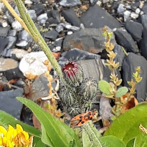 Pilosella aurantiaca Flor