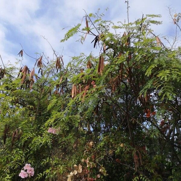 Leucaena leucocephala Folha