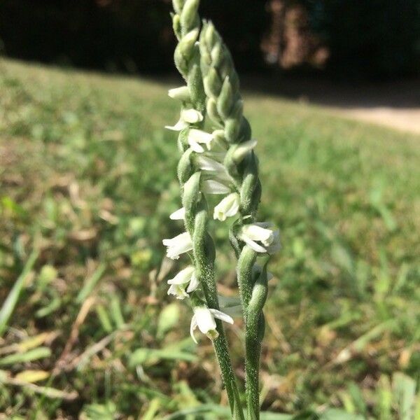 Spiranthes spiralis Flor