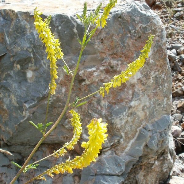 Melilotus officinalis Virág