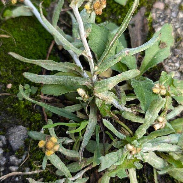 Pseudognaphalium luteoalbum Folla