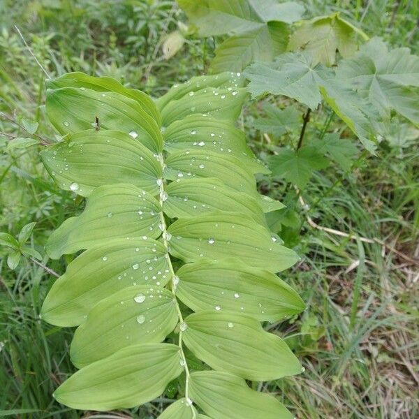 Polygonatum multiflorum 葉