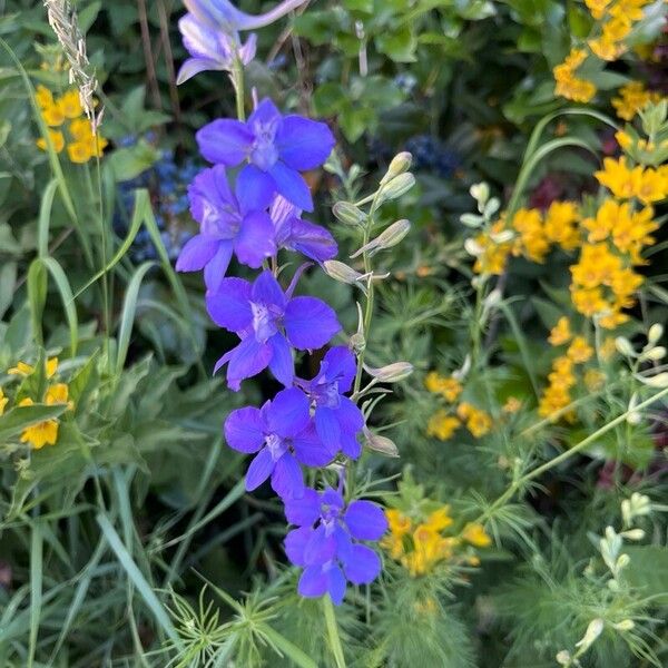 Delphinium ajacis ফুল