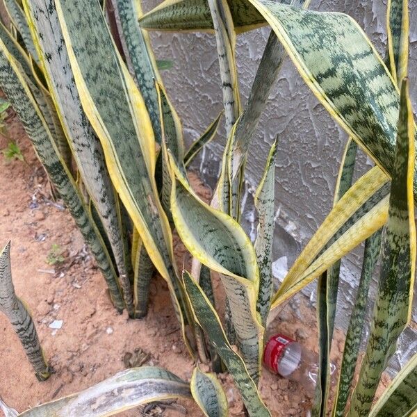 Dracaena trifasciata Leaf